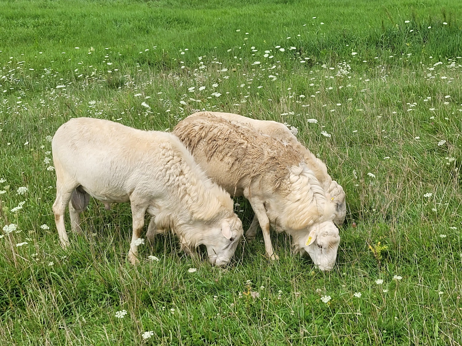 ben stimson recommends Sheep Porn