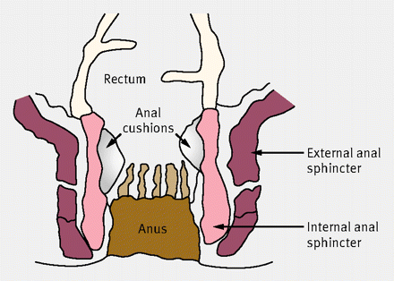 brutal anal ebony