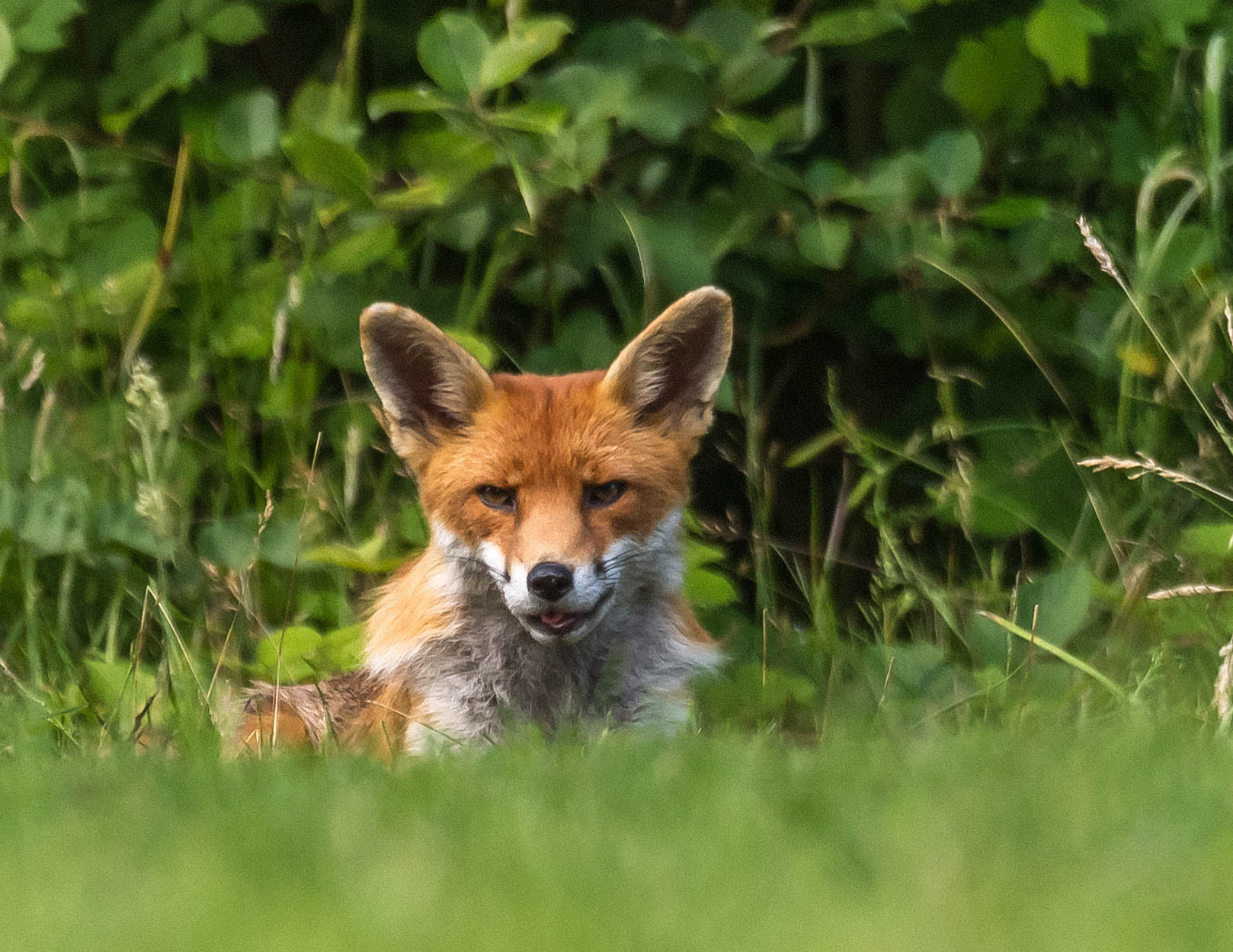 arshid ahmad recommends Haper The Fox