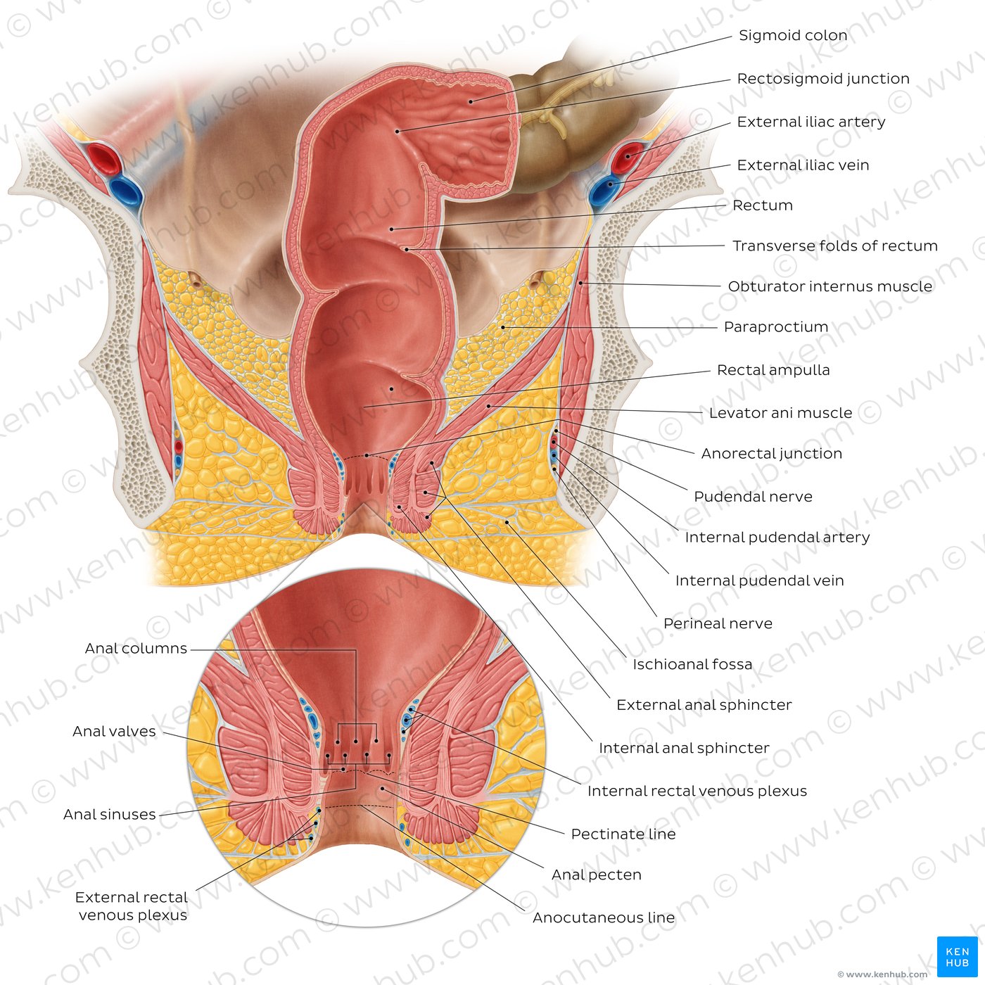 Best of High def anal