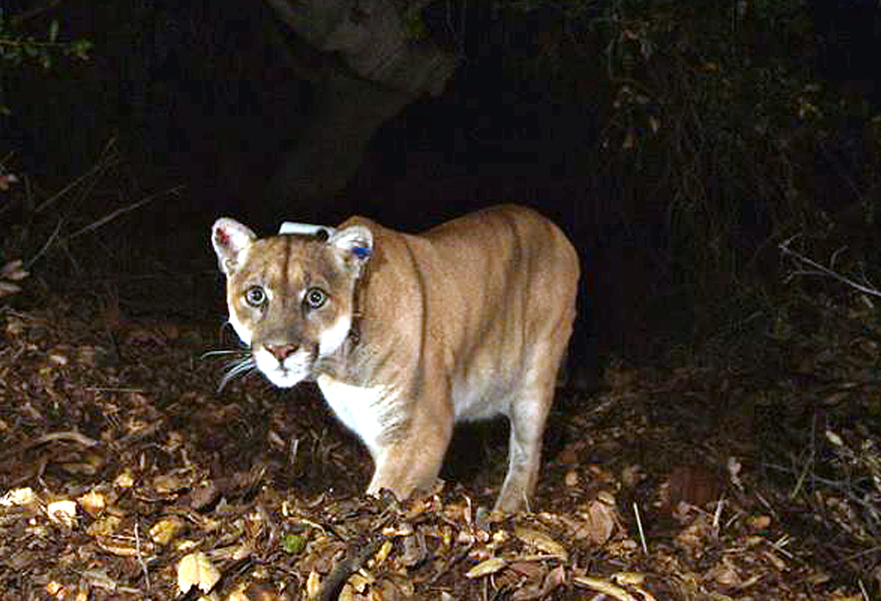 Japanese Cougars bow job