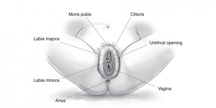 Best of Large asian labia