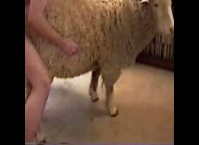 david lotsey recommends man screwing sheep pic