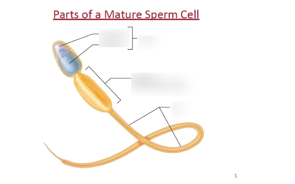 andrea dehne recommends Mature Sperm Face