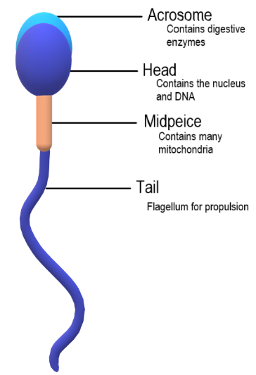 mature sperm face