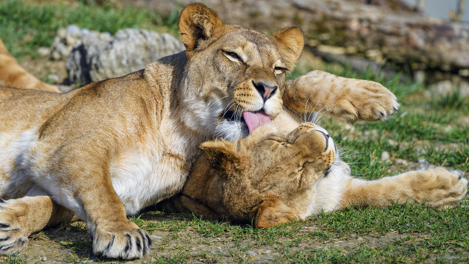 mom licks son