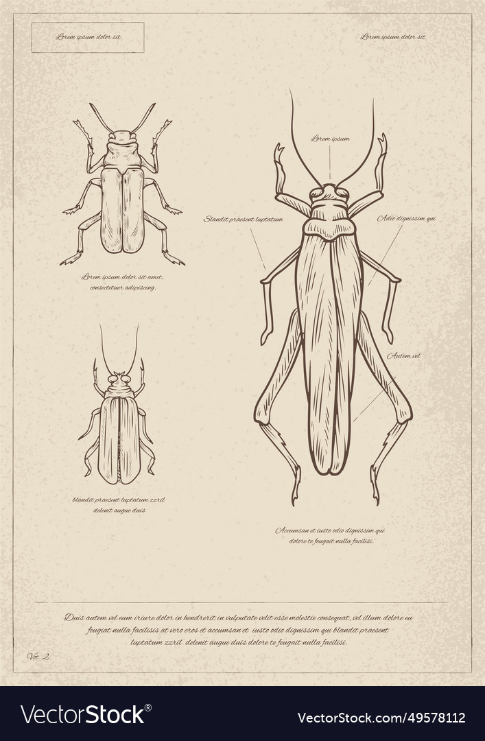 danielle bunce recommends o dio insect pic