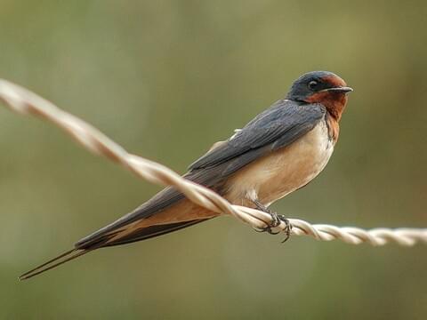 angela spackman recommends older woman swallows pic