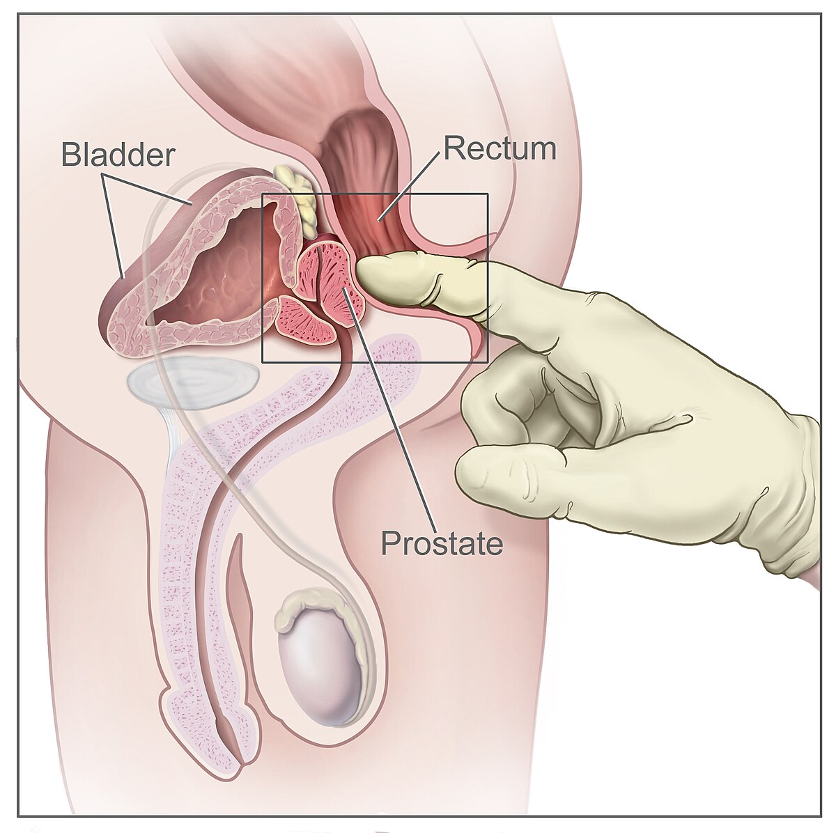 Best of Prostate stimulation stories