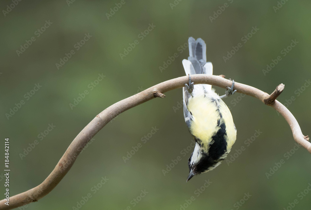 andy boughton recommends tit hanging pic