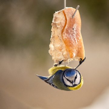 debbie deskins add tit hanging photo