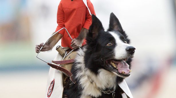 caroline dotson add tommy king riding photo