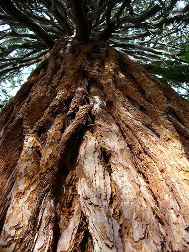 ann scales recommends tree porn pic