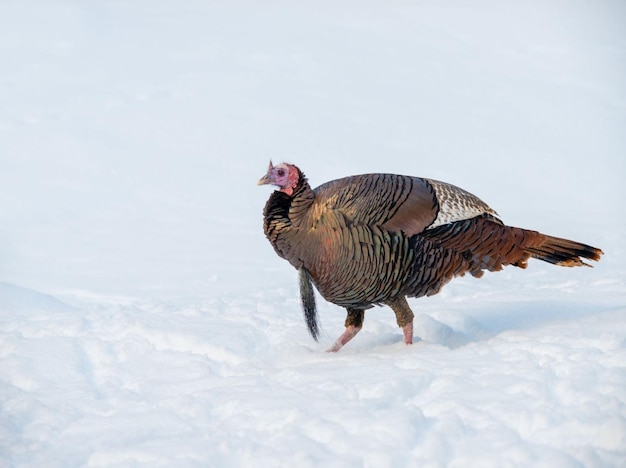 barry j butler recommends turk cock pic