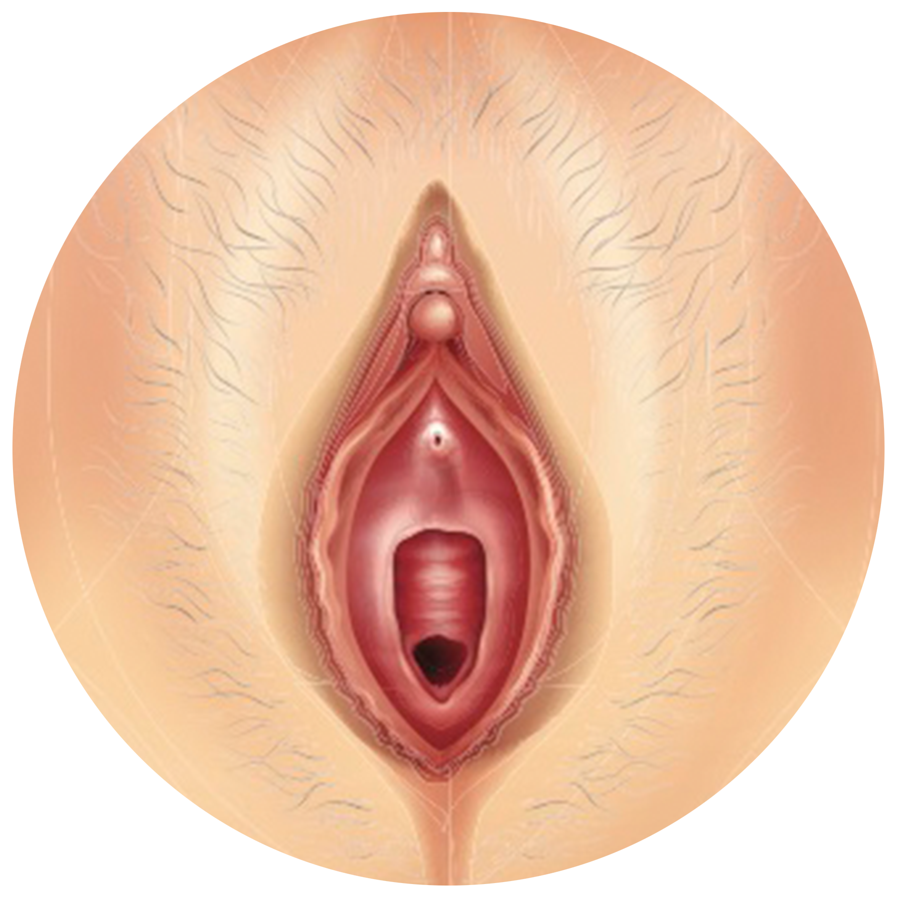 darwin patiag recommends vulva close up pic