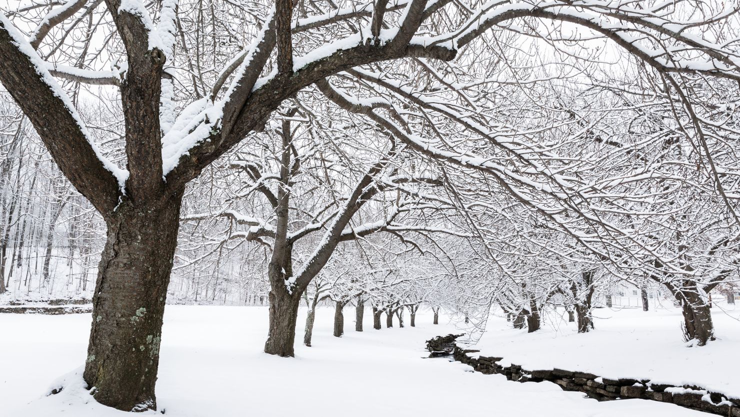 alaa al fayez recommends Winter Bell Porn