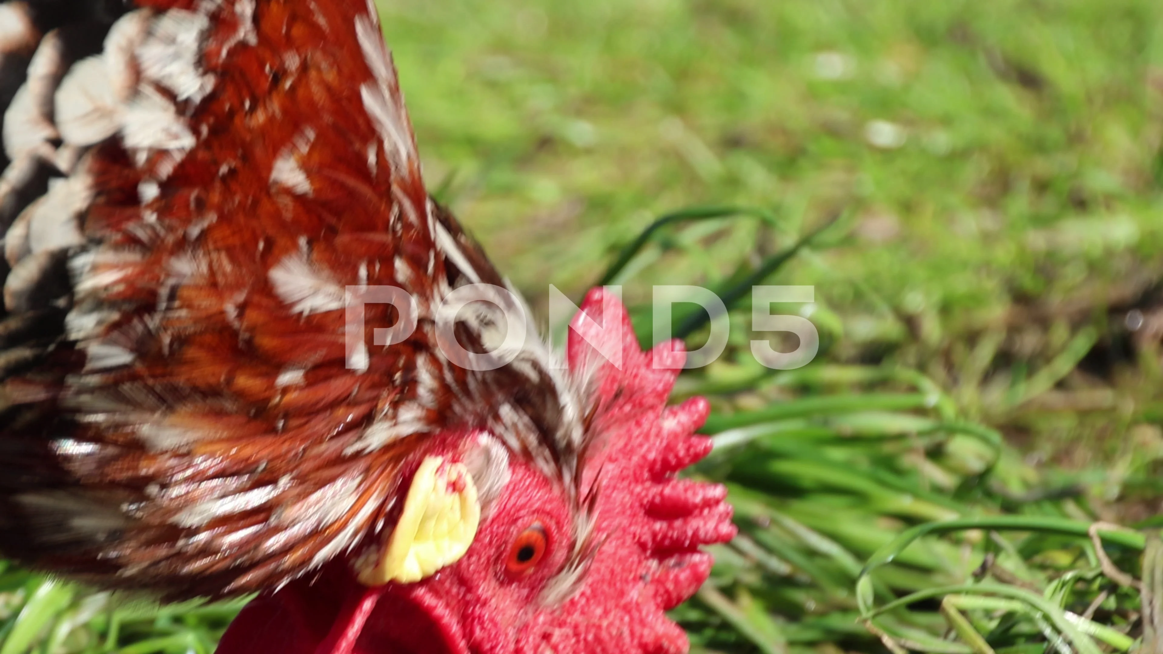 april lackey add worm in cock photo